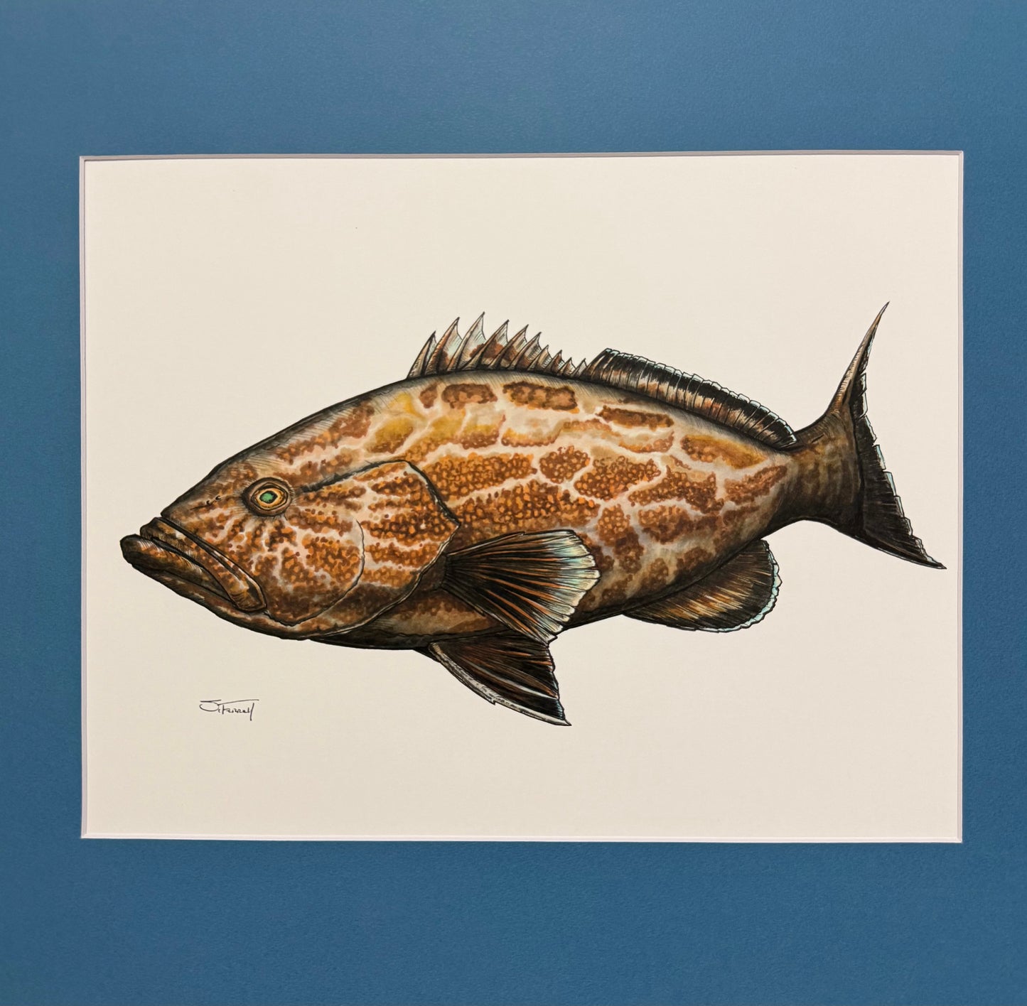 Black Grouper 16” X 20” Giclee Print