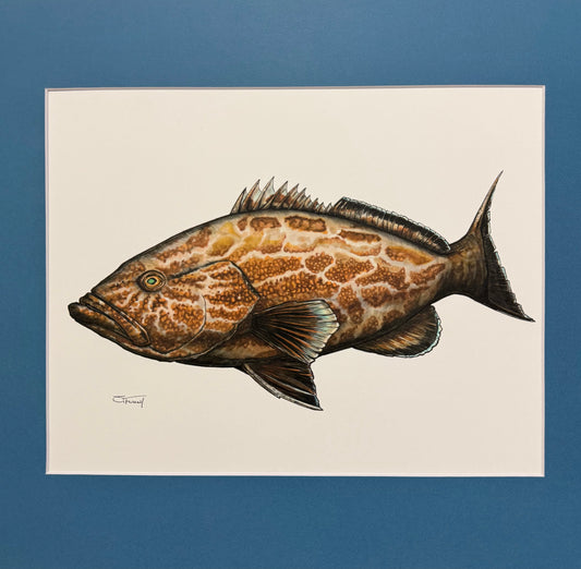 Black Grouper 16” X 20” Giclee Print